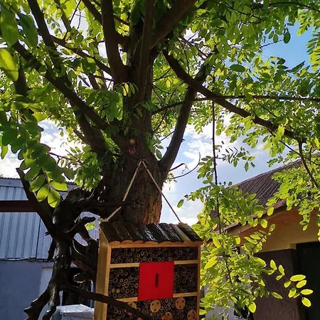 Casa Raducu * Năvodari